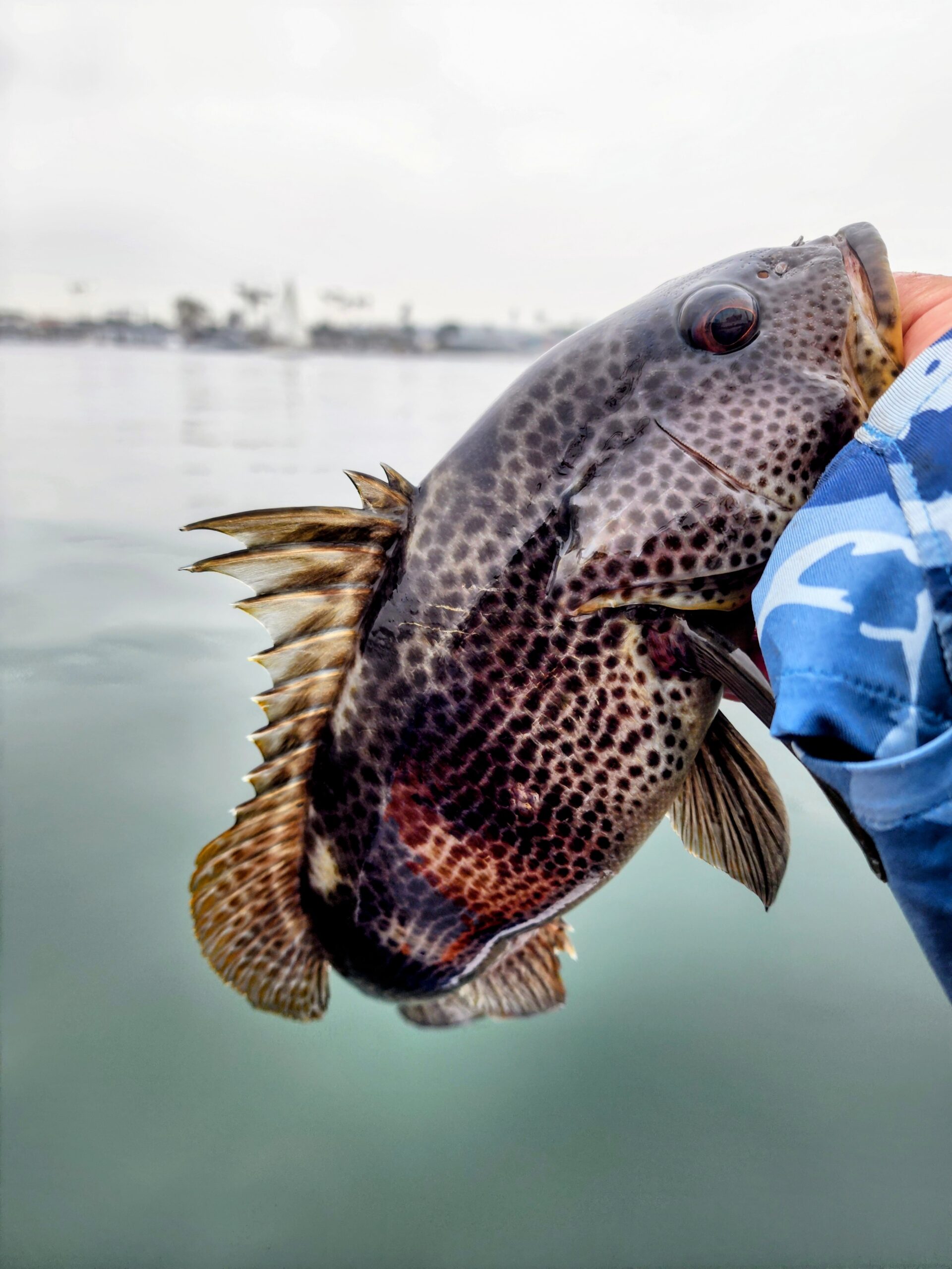 The Pylons Always Win - Southern California Angler